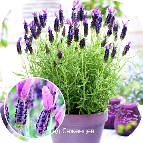 Лаванда Виктори